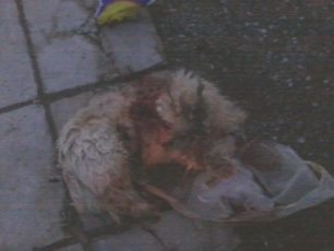 Θρυλόριο Κομοτηνής: Δεν κατήγγειλε τον δράστη που μπροστά της σκότωσε τον σκύλο